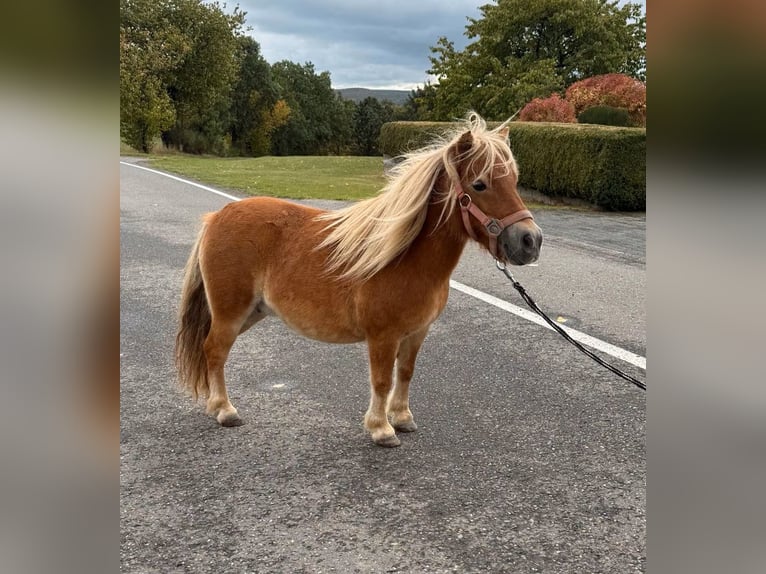Ponis Shetland Yegua 9 años 85 cm  in Daleiden