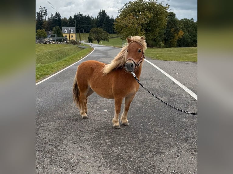 Ponis Shetland Yegua 9 años 85 cm  in Daleiden