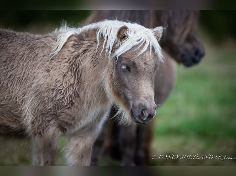 Ponis Shetland Yegua Potro (04/2024) 100 cm Alazán in Courtonne-la-Meurdrac