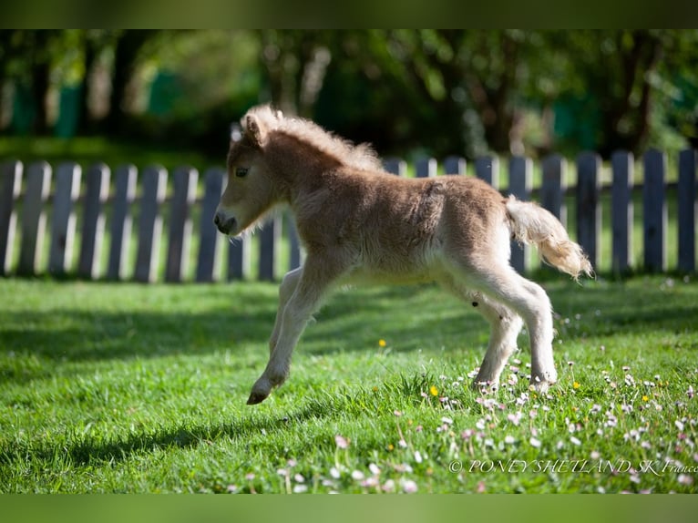 Ponis Shetland Yegua Potro (04/2024) 100 cm Alazán in Courtonne-la-Meurdrac