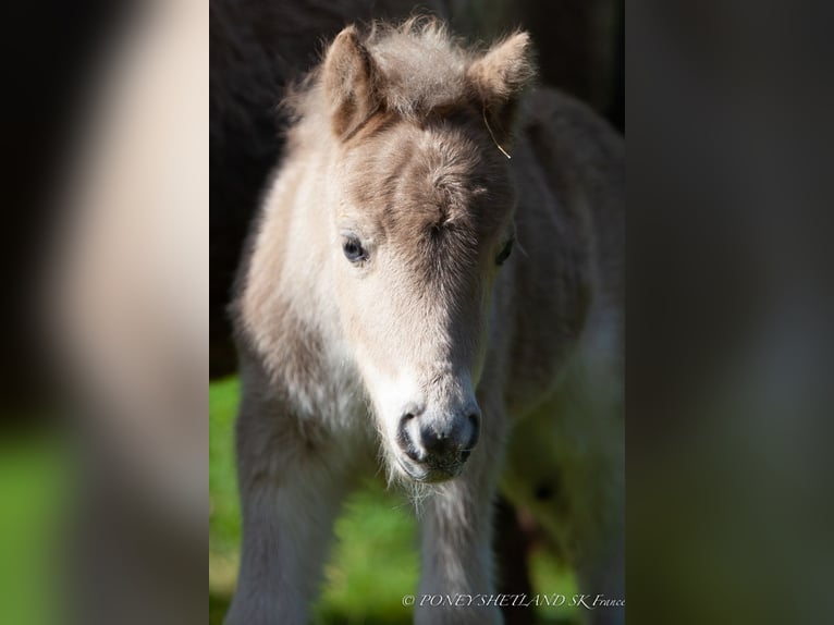 Ponis Shetland Yegua Potro (04/2024) 100 cm Alazán in Courtonne-la-Meurdrac