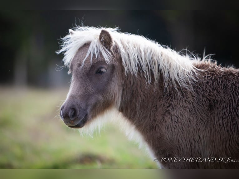 Ponis Shetland Yegua Potro (04/2024) 100 cm Alazán in Courtonne-la-Meurdrac