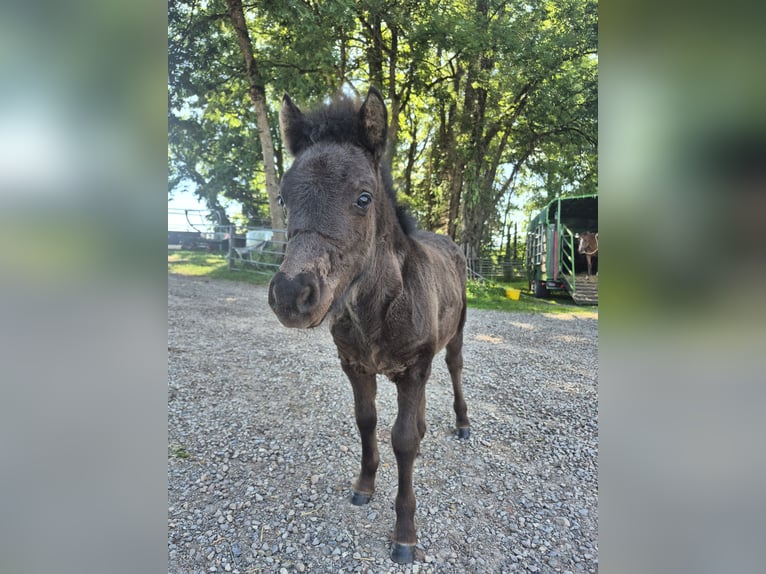 Ponis Shetland Yegua Potro (04/2026) 100 cm Negro in Steinen