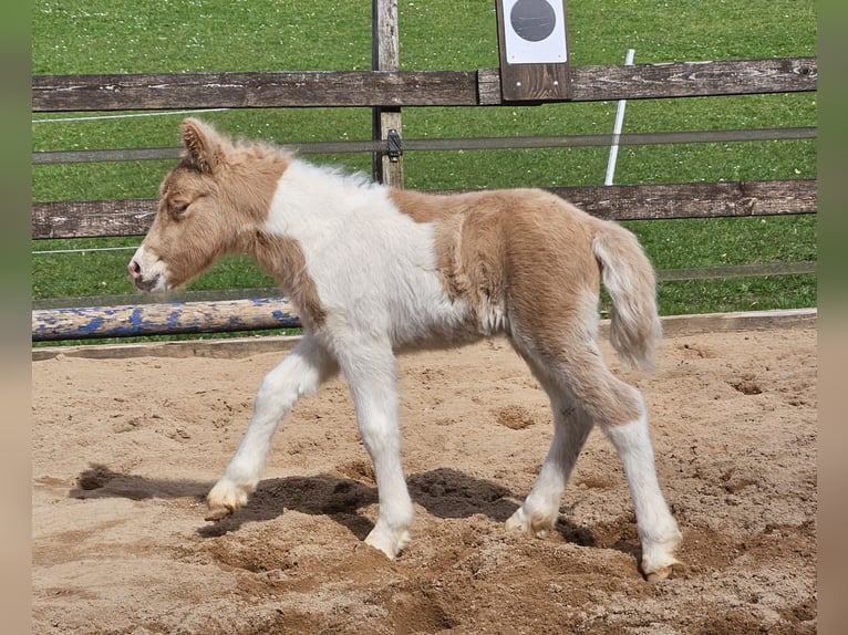 Ponis Shetland Yegua Potro (04/2026) 100 cm Palomino in Gerabronn
