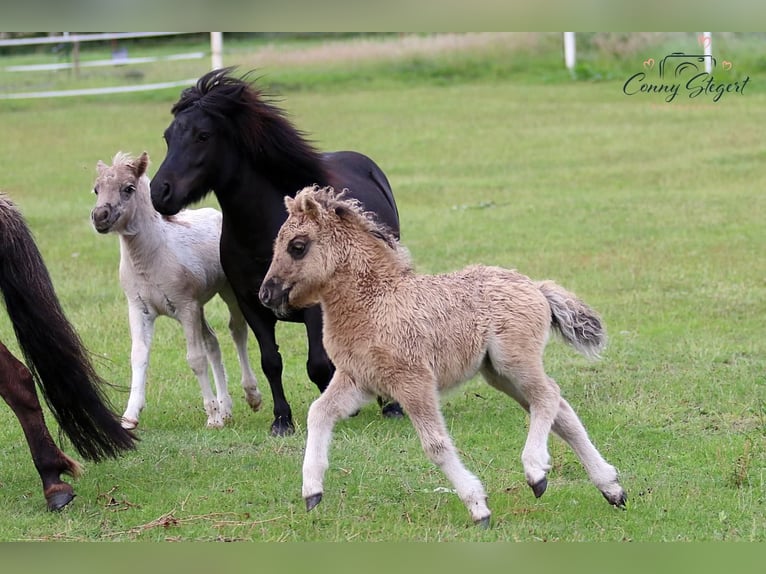 Ponis Shetland Yegua Potro (05/2025) 104 cm Bayo in Gardelegen