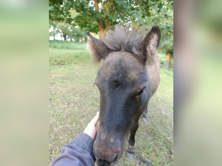 Ponis Shetland Yegua Potro (04/2025) 105 cm Negro in M&#xFC;geln