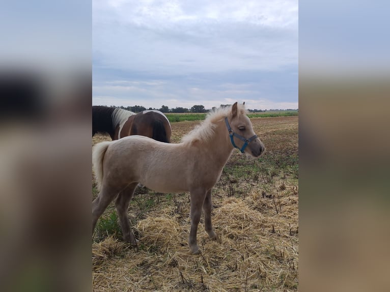 Ponis Shetland Yegua Potro (05/2025) 105 cm Palomino in Ebersbach