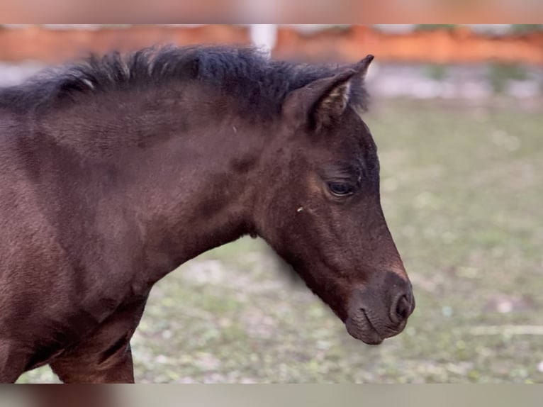 Ponis Shetland Yegua Potro (05/2025) 106 cm Negro in Gro&#xDF; Molzahn