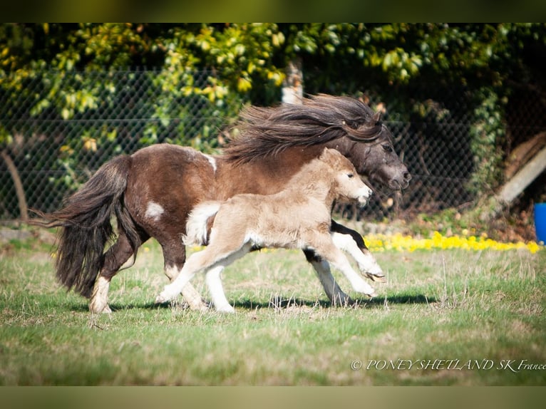 Ponis Shetland Yegua Potro (03/2026) 95 cm Palomino in La Vespière