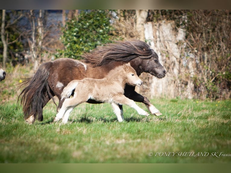 Ponis Shetland Yegua Potro (03/2026) 95 cm Palomino in La Vespière