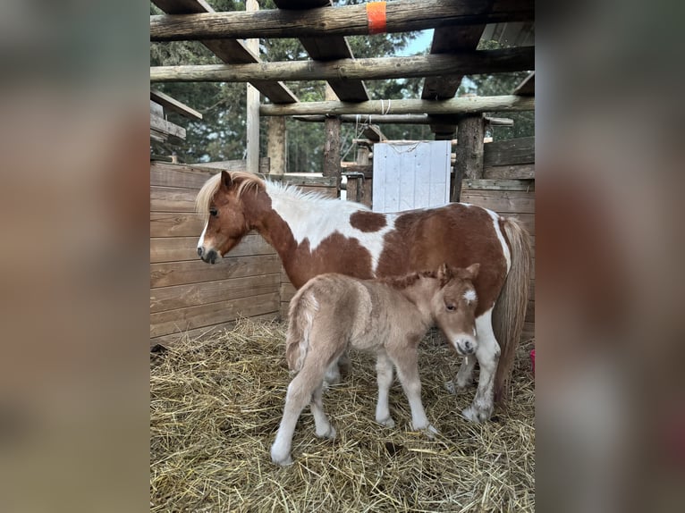 Ponis Shetland Yegua Potro (04/2026) 95 cm Red Dun/Cervuno in Avignon