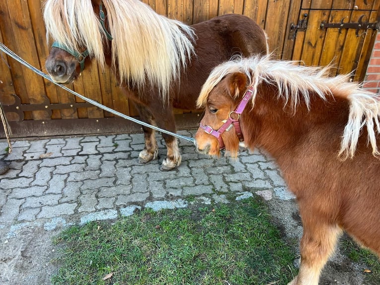 Ponis Shetland Yegua Potro (05/2026) Alazán in Hagenow