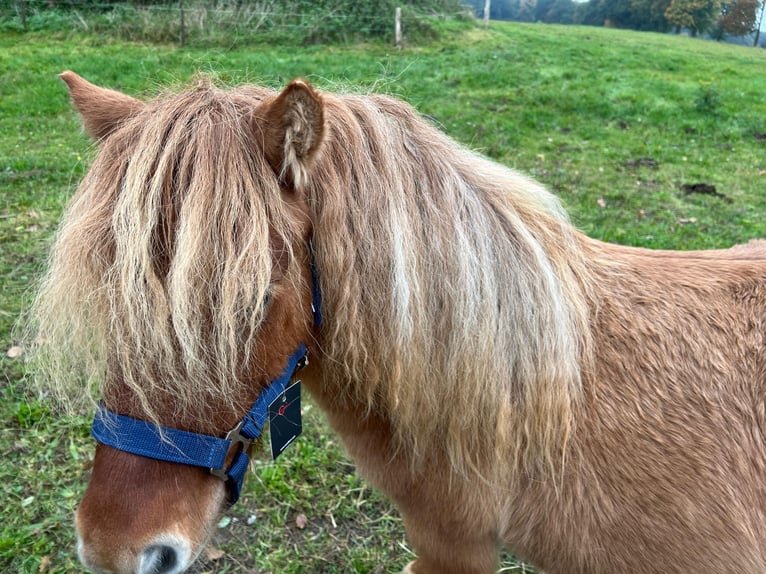 Ponis Shetland Yegua Potro (05/2026) Alazán in Hagenow