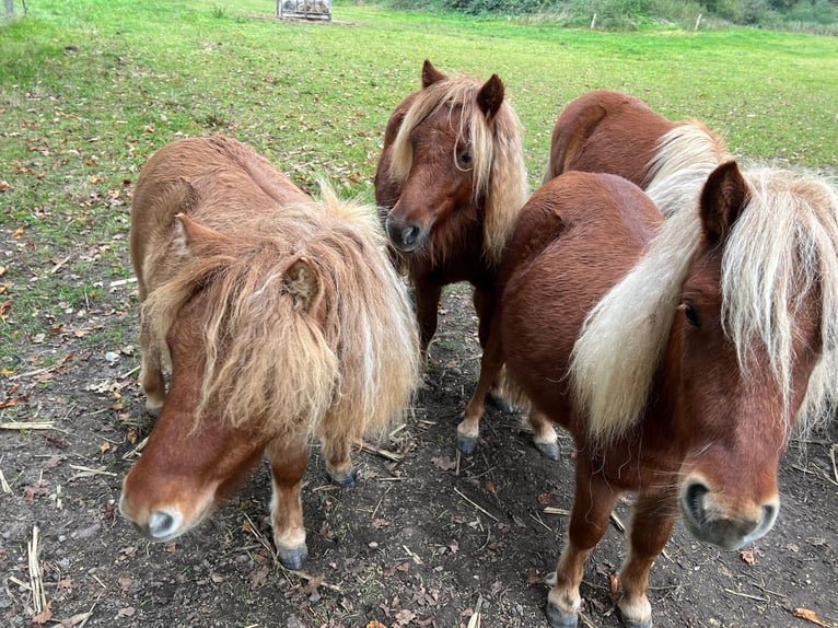 Ponis Shetland Yegua Potro (05/2026) Alazán in Hagenow