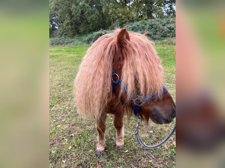 Ponis Shetland Yegua Potro (05/2026) Alazán in Hagenow