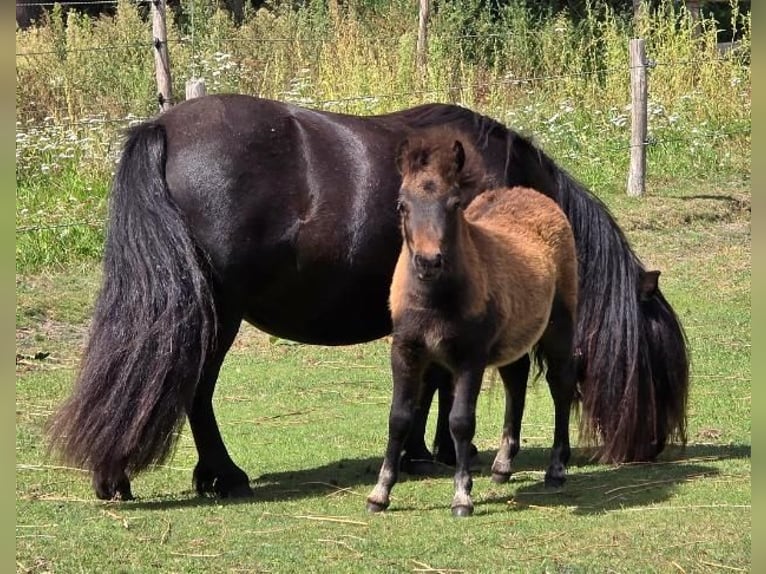 Ponis Shetland Yegua Potro (06/2025) Castaño in Eesergroen