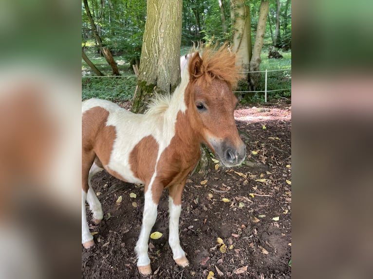 Ponis Shetland Yegua Potro (04/2025) Pío in Brilon