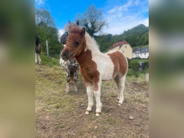 Ponis Shetland Yegua Potro (04/2025) Pío in Brilon