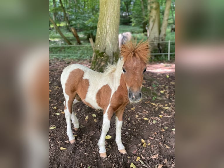 Ponis Shetland Yegua Potro (04/2025) Pío in Brilon