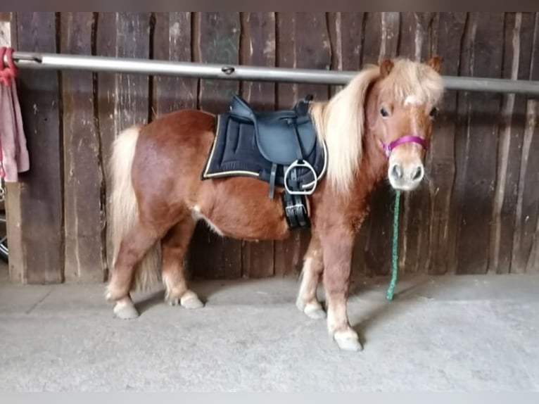 Pony Australiano Stallone Baio in WASHINGTON