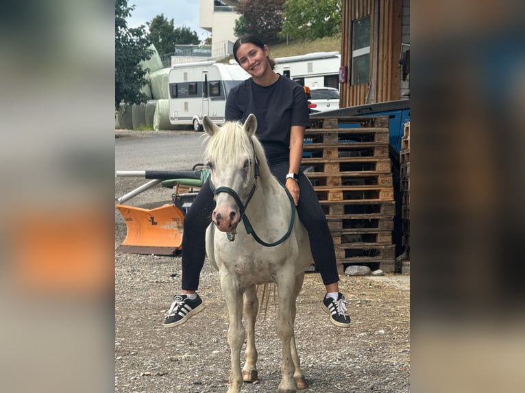 Pony austriaco da sella Castrone 11 Anni 135 cm Grigio in Dietlikon