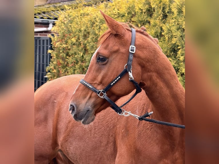 Pony austriaco da sella Mix Castrone 6 Anni 150 cm Sauro in Nettetal
