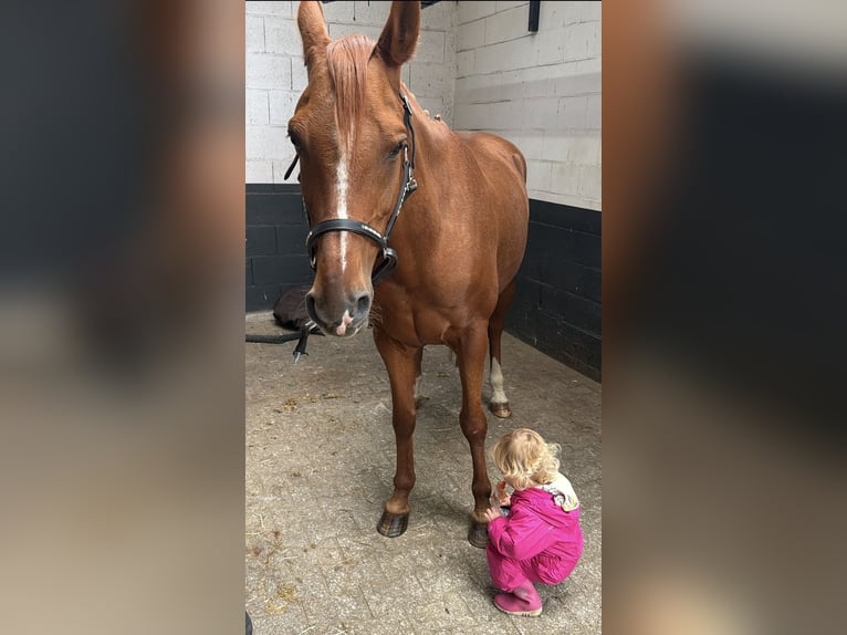 Pony austriaco da sella Mix Castrone 6 Anni 150 cm Sauro in Nettetal
