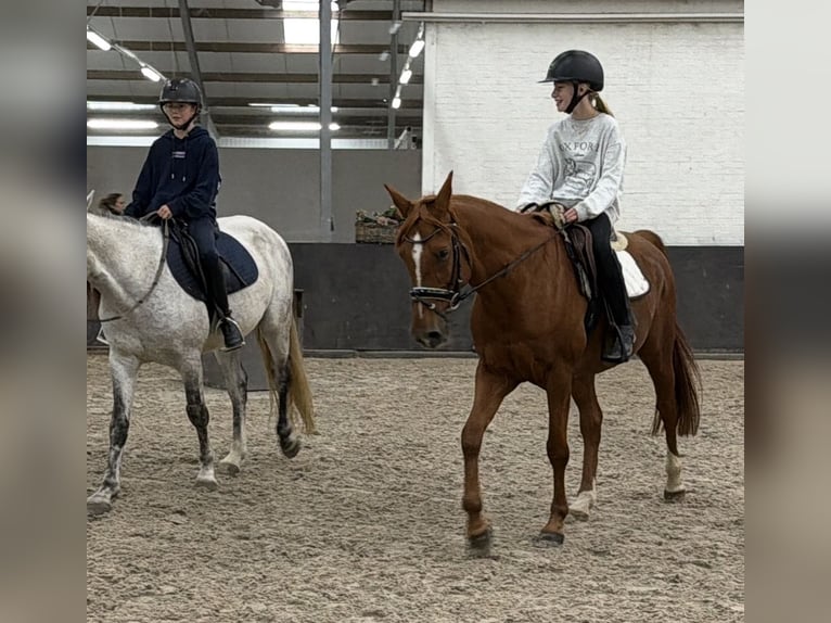 Pony austriaco da sella Mix Castrone 6 Anni 150 cm Sauro in Nettetal