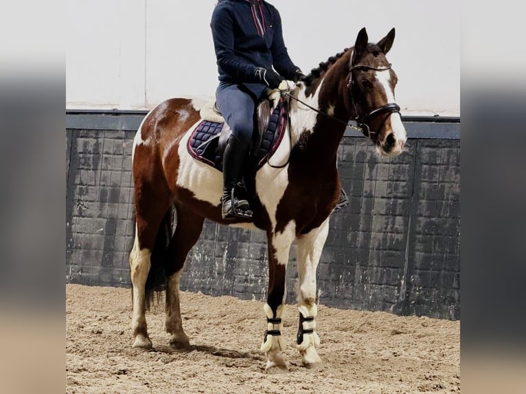 Pony belga Caballo castrado 11 años 150 cm Pío in Someren