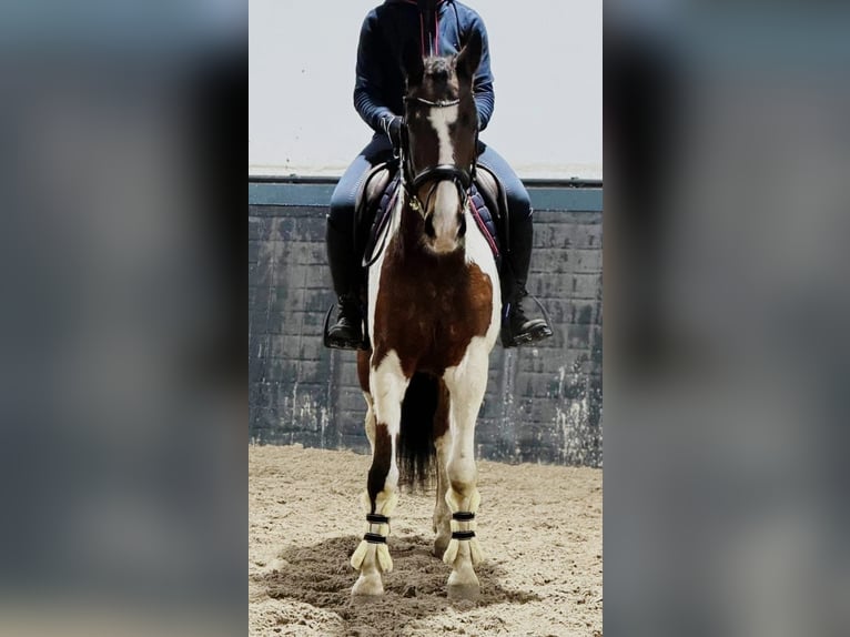 Pony belga Caballo castrado 11 años 150 cm Pío in Someren