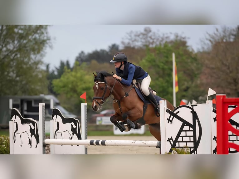 Pony belga Caballo castrado 12 años 147 cm Castaño in stekene