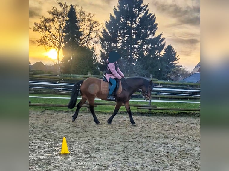 Pony belga Mestizo Caballo castrado 12 años 151 cm Castaño in Kerpen