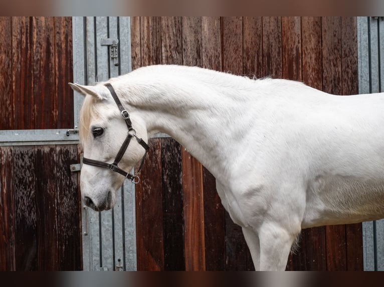 Pony belga Caballo castrado 12 años 155 cm  in GROTE-BROGEL