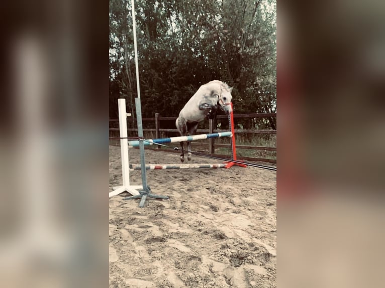 Pony belga Caballo castrado 13 años 127 cm Tordo in Heusden zolder