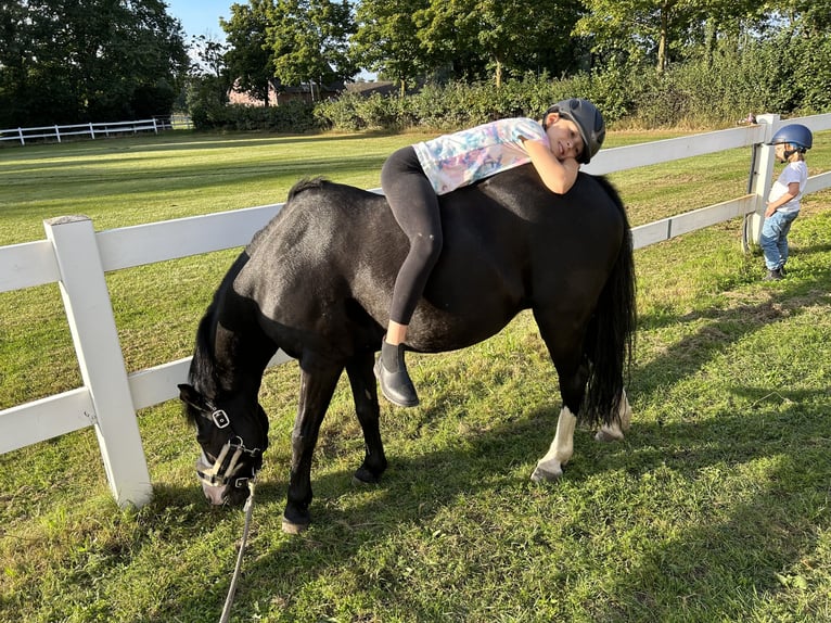 Pony belga Caballo castrado 14 años 125 cm Negro in Lohne (Oldenburg)