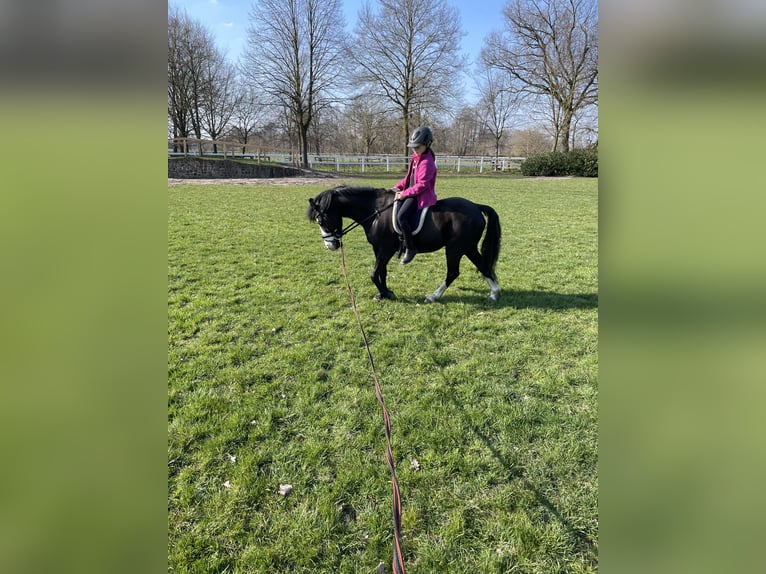 Pony belga Caballo castrado 14 años 125 cm Negro in Lohne (Oldenburg)