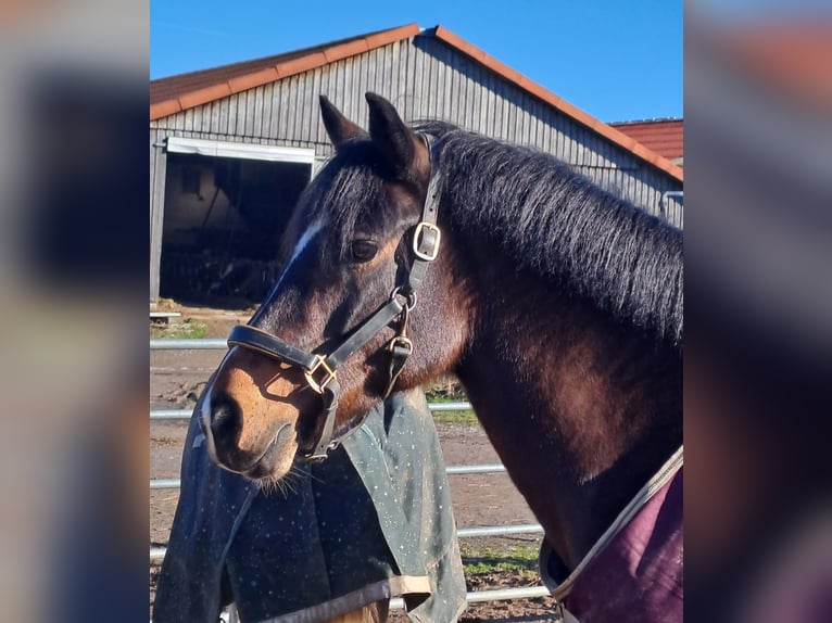 Pony belga Caballo castrado 14 años 148 cm Castaño oscuro in Langenbrettach
