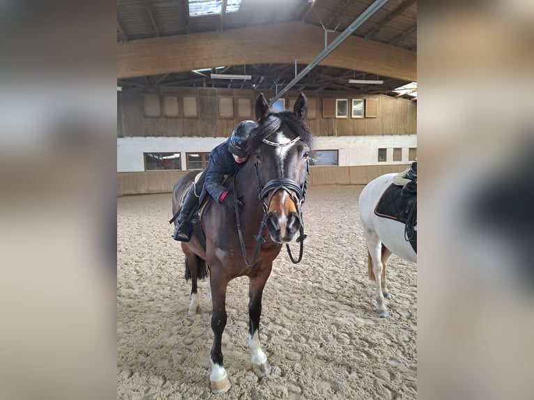 Pony belga Caballo castrado 14 años 148 cm Castaño oscuro in Langenbrettach