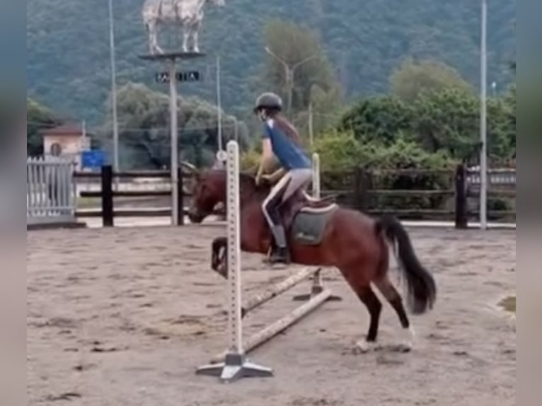 Pony belga Caballo castrado 15 años 122 cm Castaño in Boccaleone