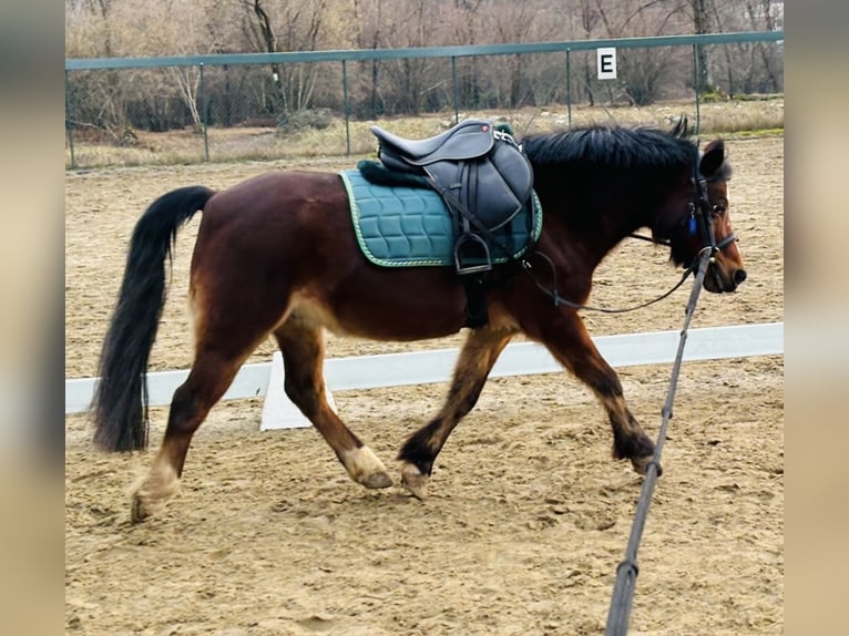 Pony belga Caballo castrado 15 años 122 cm Castaño in Boccaleone