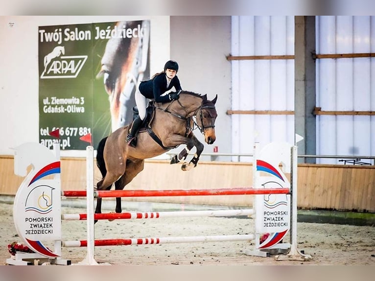 Pony belga Caballo castrado 16 años 172 cm Castaño in Kcynia