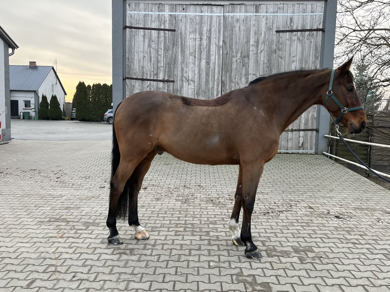 Pony belga Caballo castrado 16 años 172 cm Castaño in Kcynia