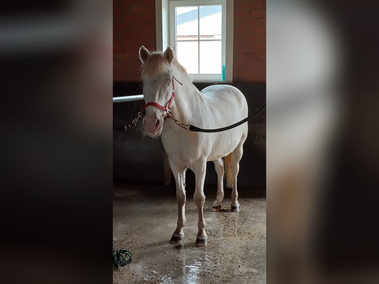 Pony belga Caballo castrado 18 años 142 cm Cremello in Ranst