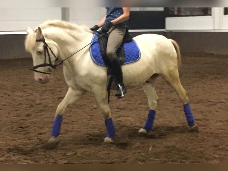 Pony belga Caballo castrado 18 años 142 cm Cremello in Ranst