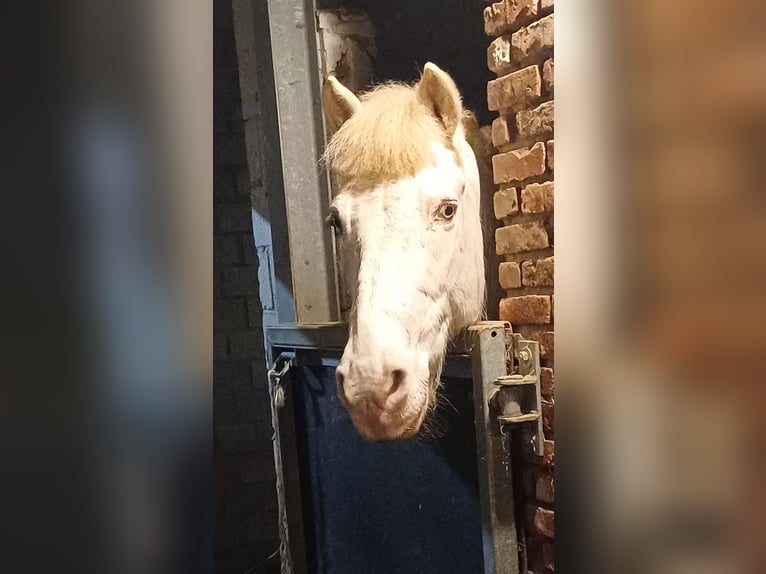 Pony belga Caballo castrado 18 años 142 cm Cremello in Ranst