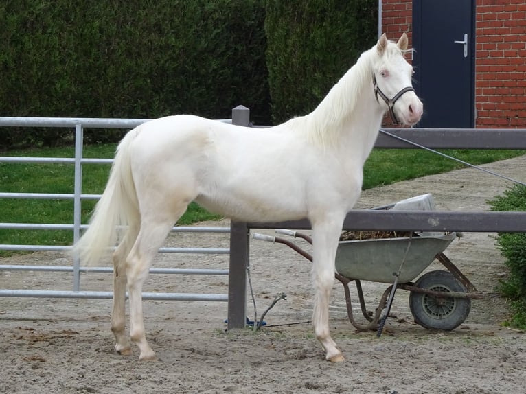 Pony belga Caballo castrado 1 año 147 cm Cremello in Poperinge