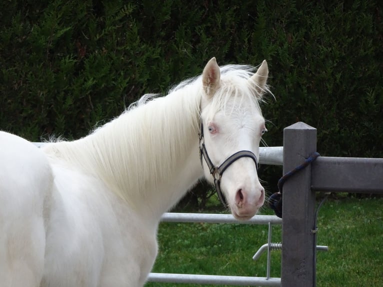 Pony belga Caballo castrado 1 año 147 cm Cremello in Poperinge