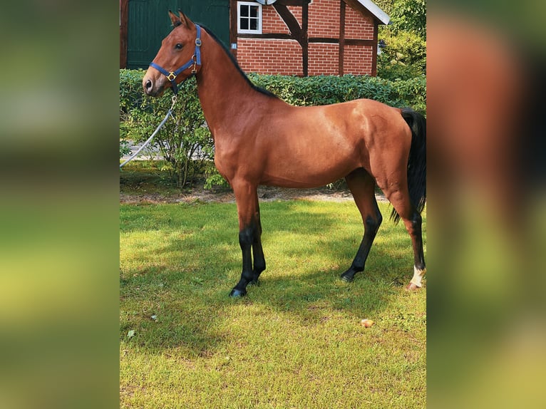 Pony belga Caballo castrado 3 años 136 cm Castaño in Klein Berßen