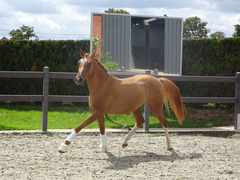 Pony belga Caballo castrado 3 años 147 cm Alazán in Poperinge