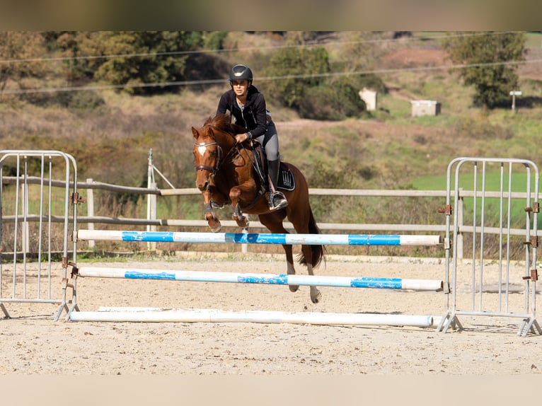 Pony belga Caballo castrado 4 años 137 cm Alazán in Barcelona